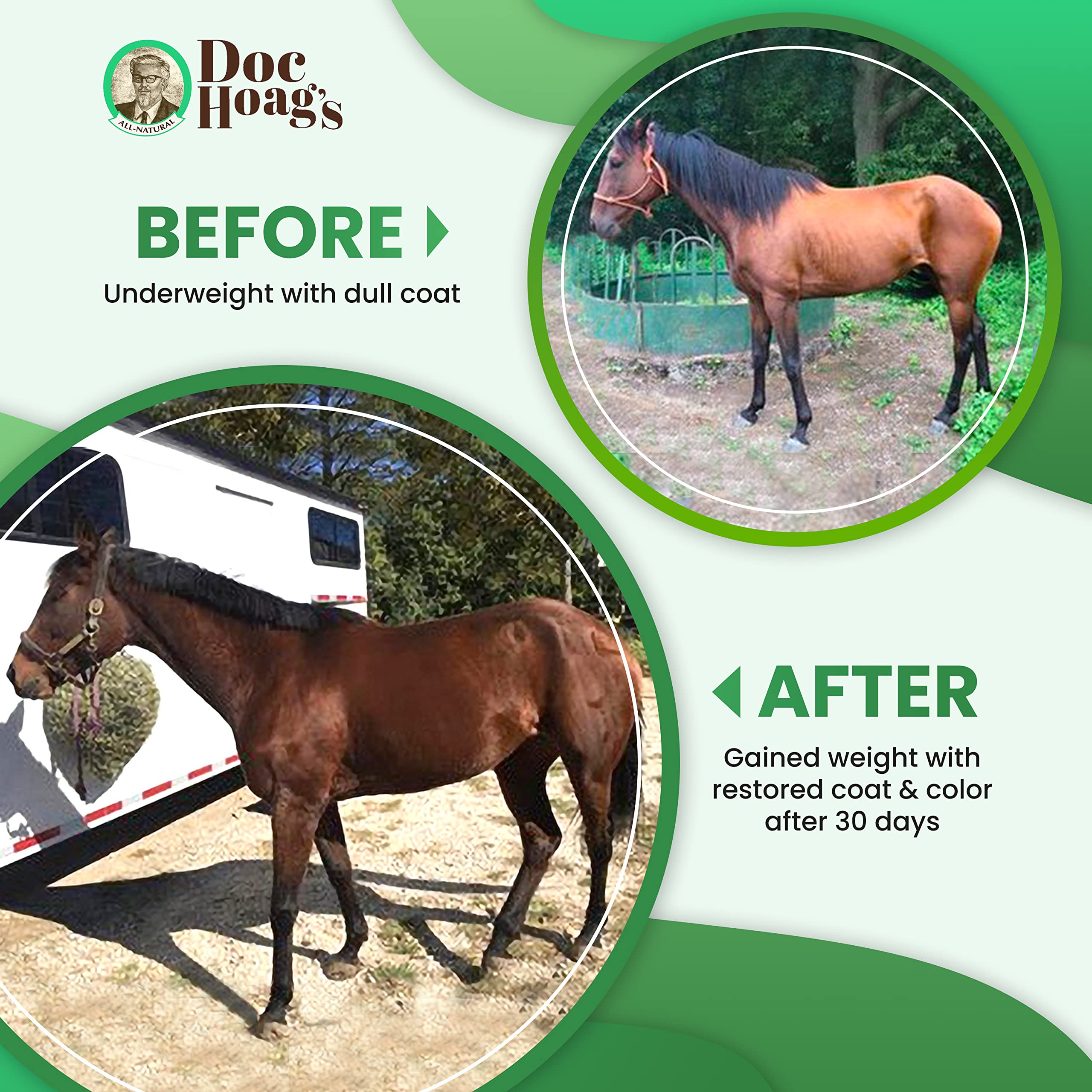 Original Udder Balm-treated horse showing healthy coat glow