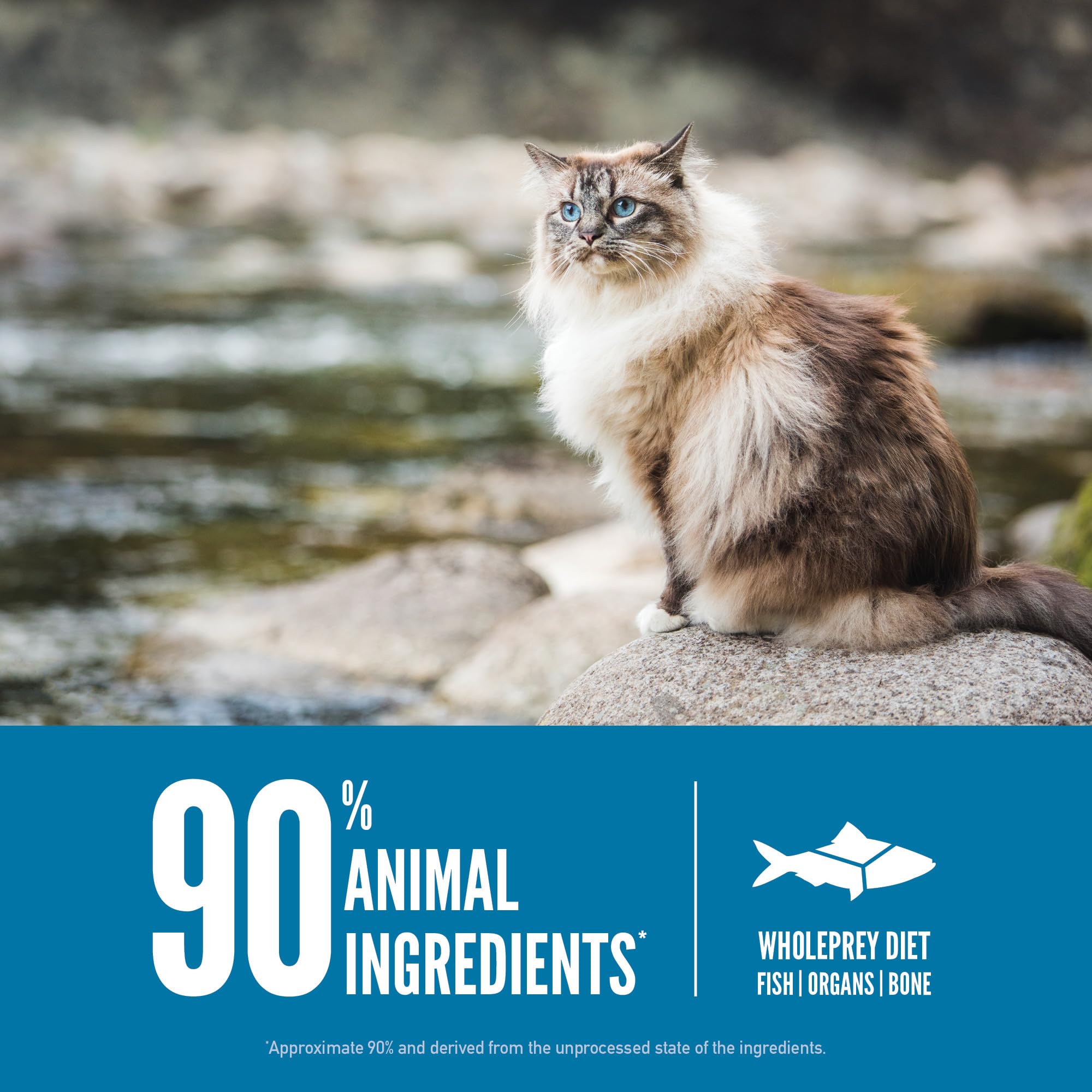 ORIJEN Six Fish grain-free formula in a protein-forward dry cat food.