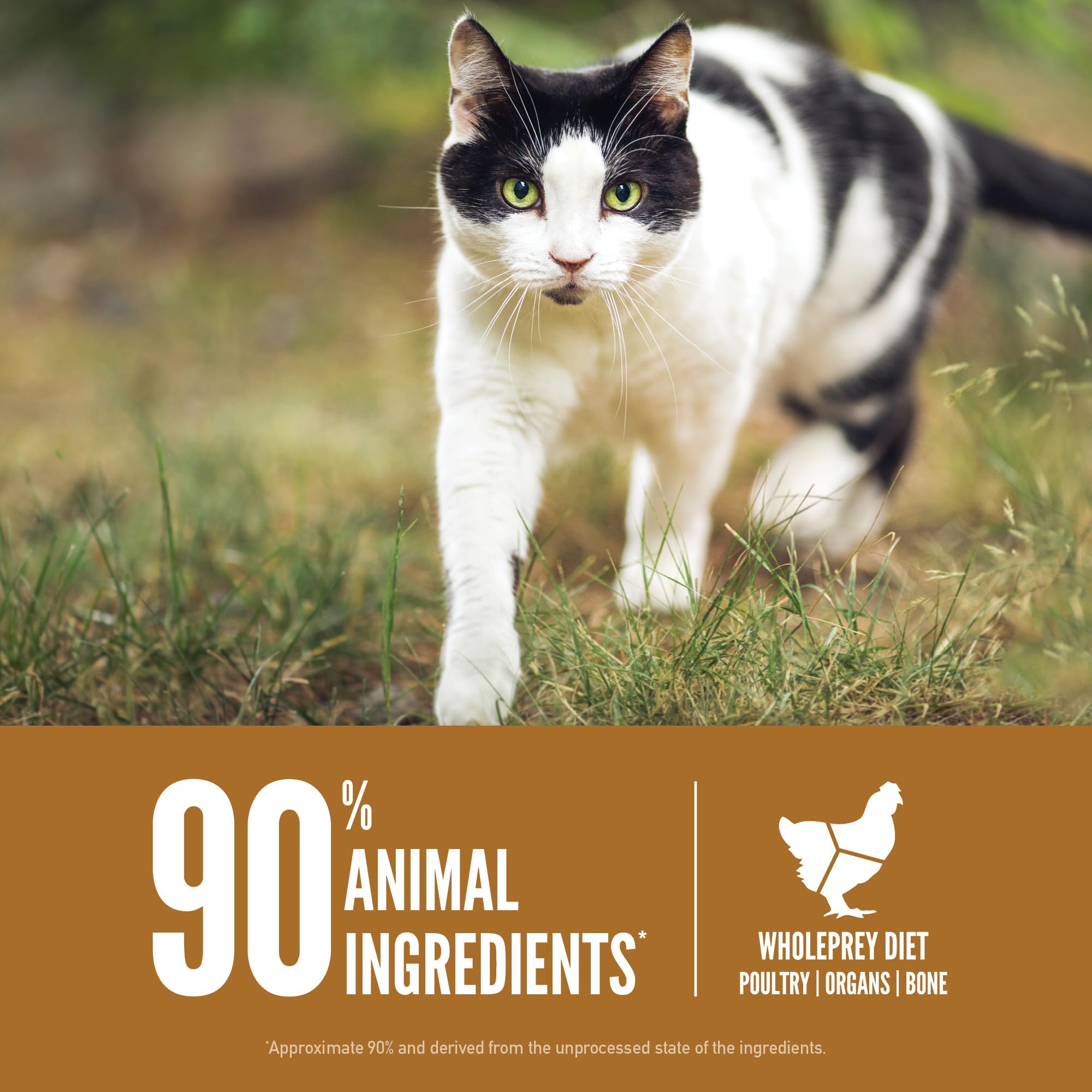 ORIJEN WholePrey ingredients closeup, fish and poultry for balanced nutrition