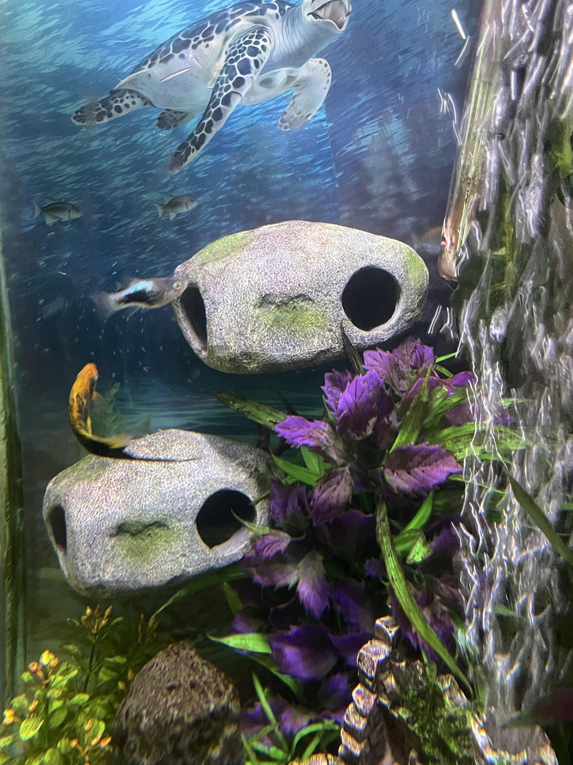 OrnaMounts dual-entrance cave design encourages exploration in fish