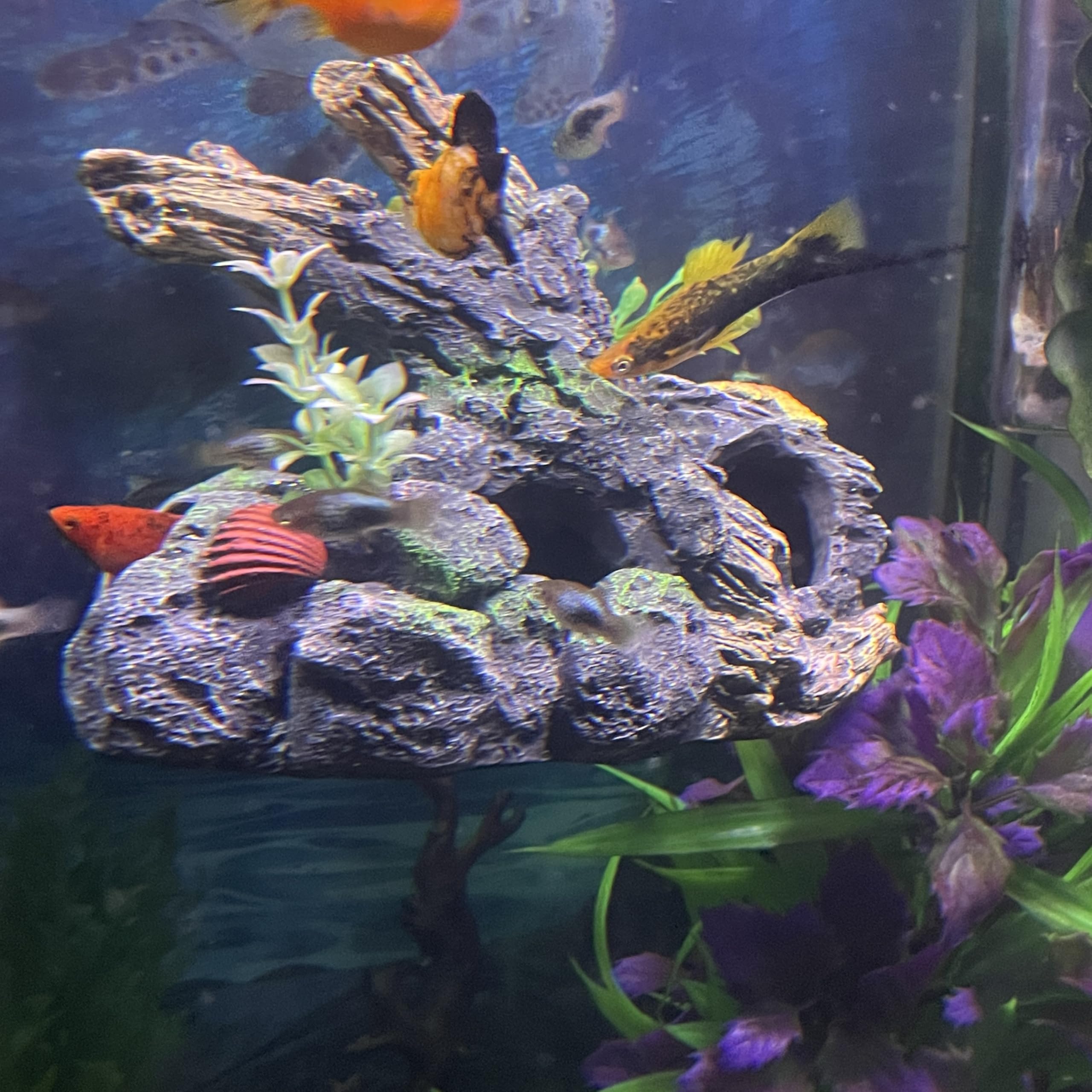 OrnaMounts elevated aquascape wall ornament above the substrate