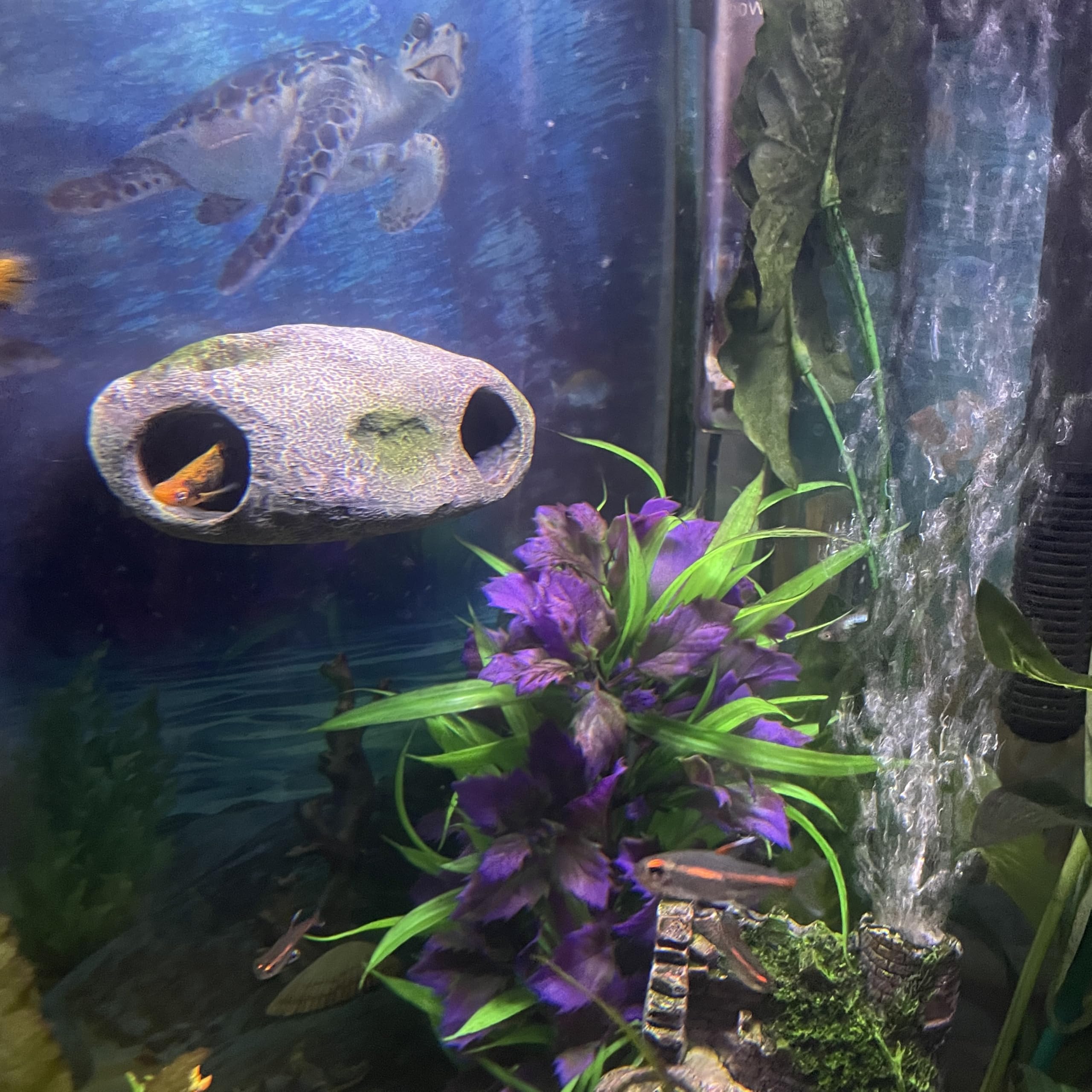 OrnaMounts magnetic rock cave wall-mount for aquarium shelter