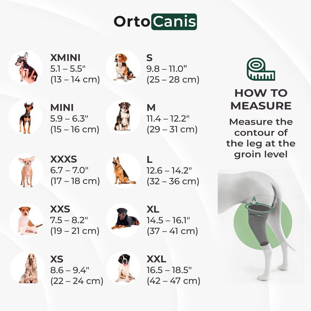 Ortocanis knee brace in use while dog walks outdoors