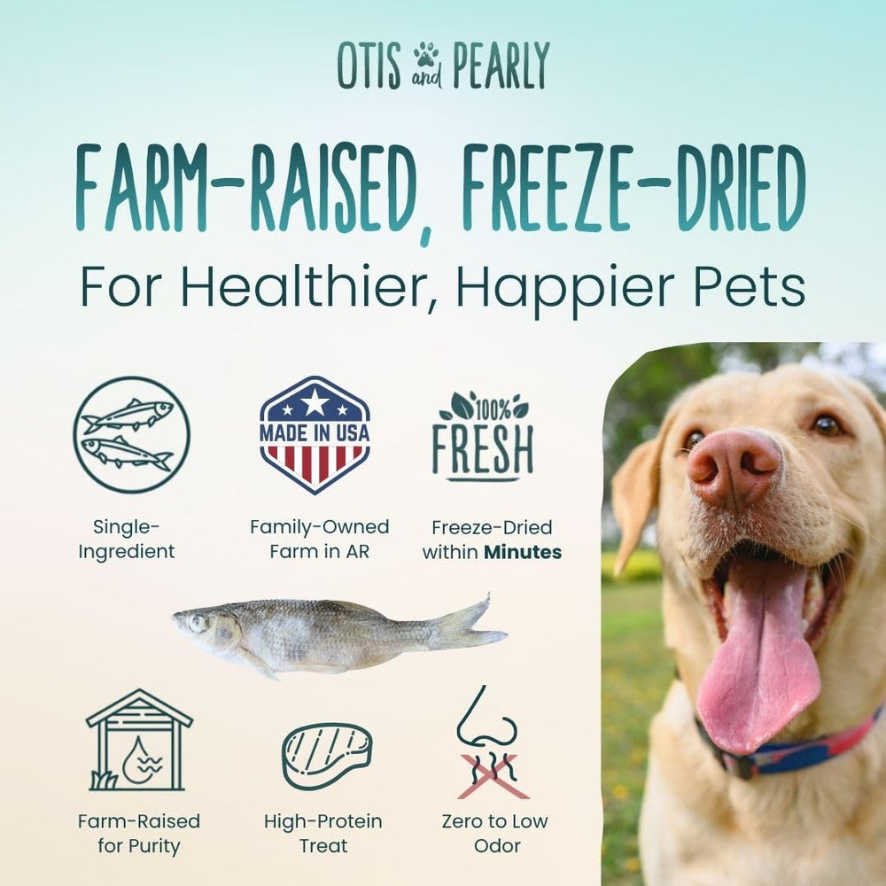 Otis and Pearly freeze-dried minnow treats crunch closeup highlighting light texture