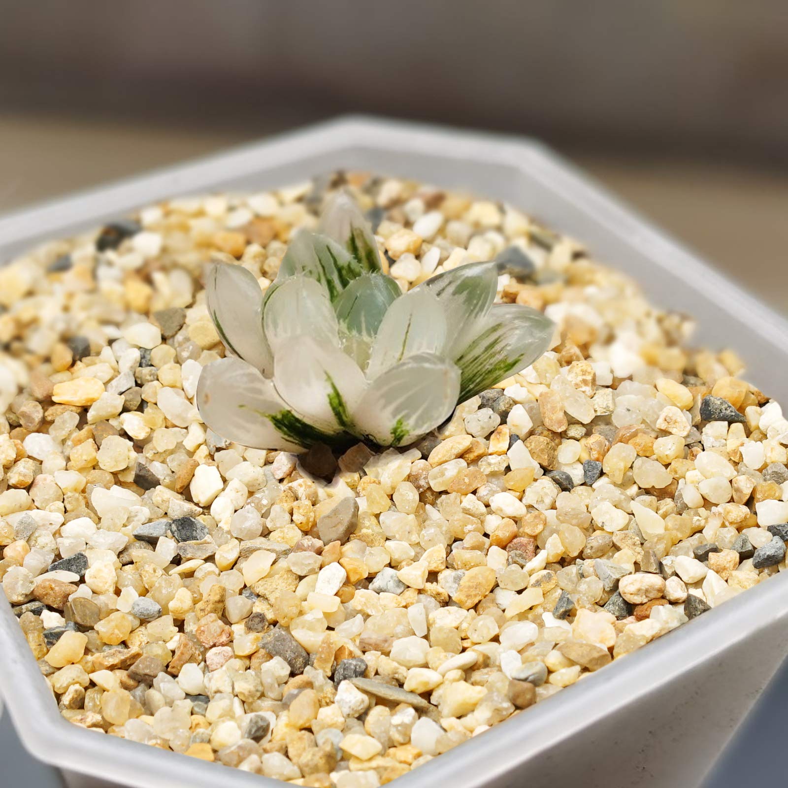 OUPENG Coarse Sand Stone natural top dressing for terrariums and succulents