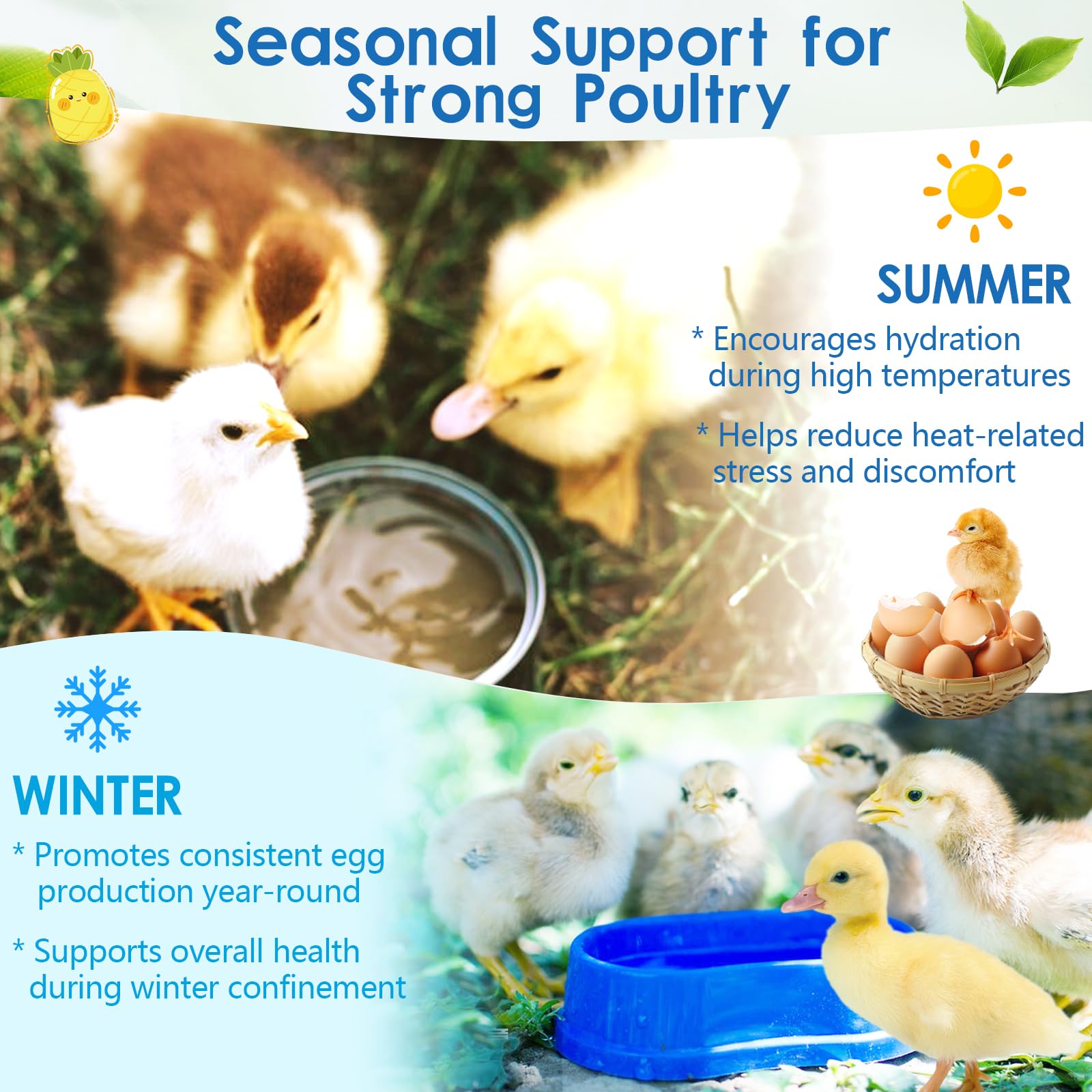 Chick development supported by balanced vitamins and probiotics.