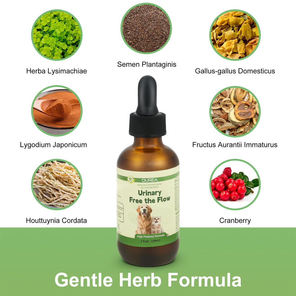 Ourea Cranberry-Houttuynia formula supports urinary comfort with natural ingredients.