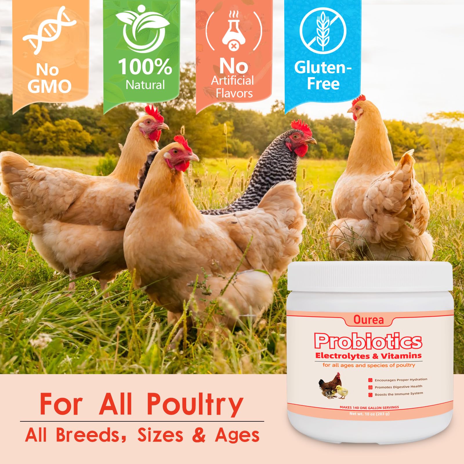 Ourea outdoor coop scene with healthy birds demonstrating stress-free management.
