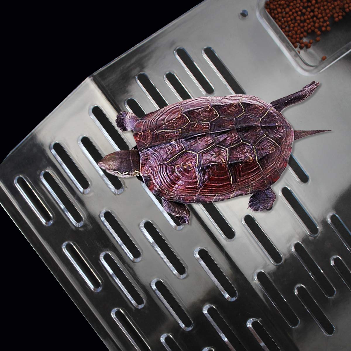 ourjob transparent platform stays visually unobtrusive in the tank.