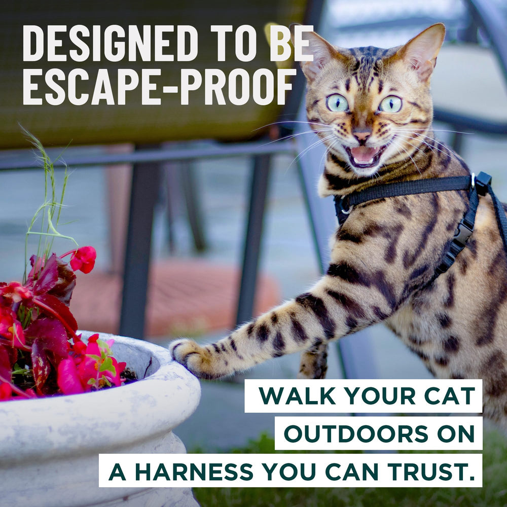 OutdoorBengal Houdini large-cat harness with adjustable straps for Maine Coon comfort