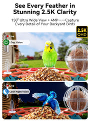 Outinput AI Bird Identification highlights species as birds approach the feeder