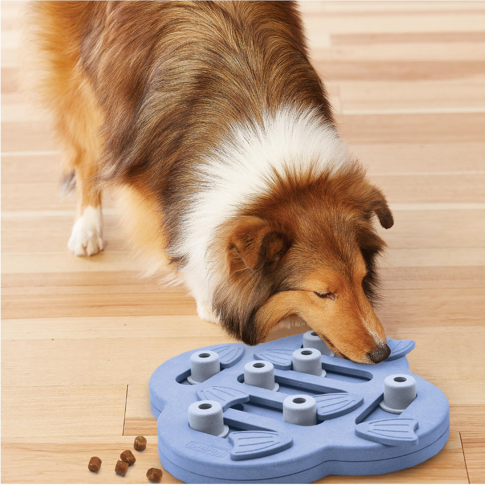Outward Hound Dog Hide N' Slide dog playing and solving the puzzle