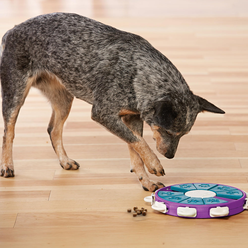 Outward Hound Dog Twister suitable for multi-dog play and interaction.