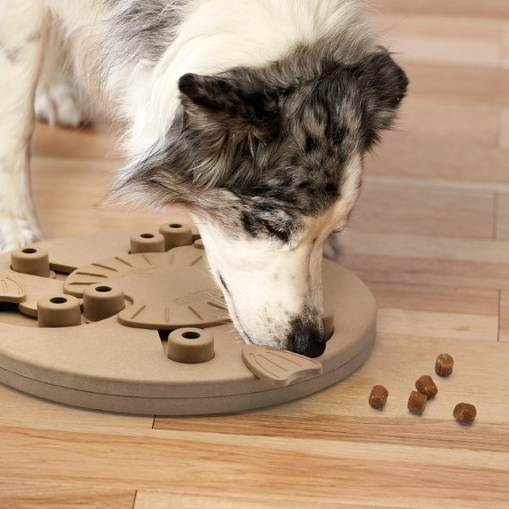 Outward Hound Dog Worker enrichment scene with a dog enjoying brain games.
