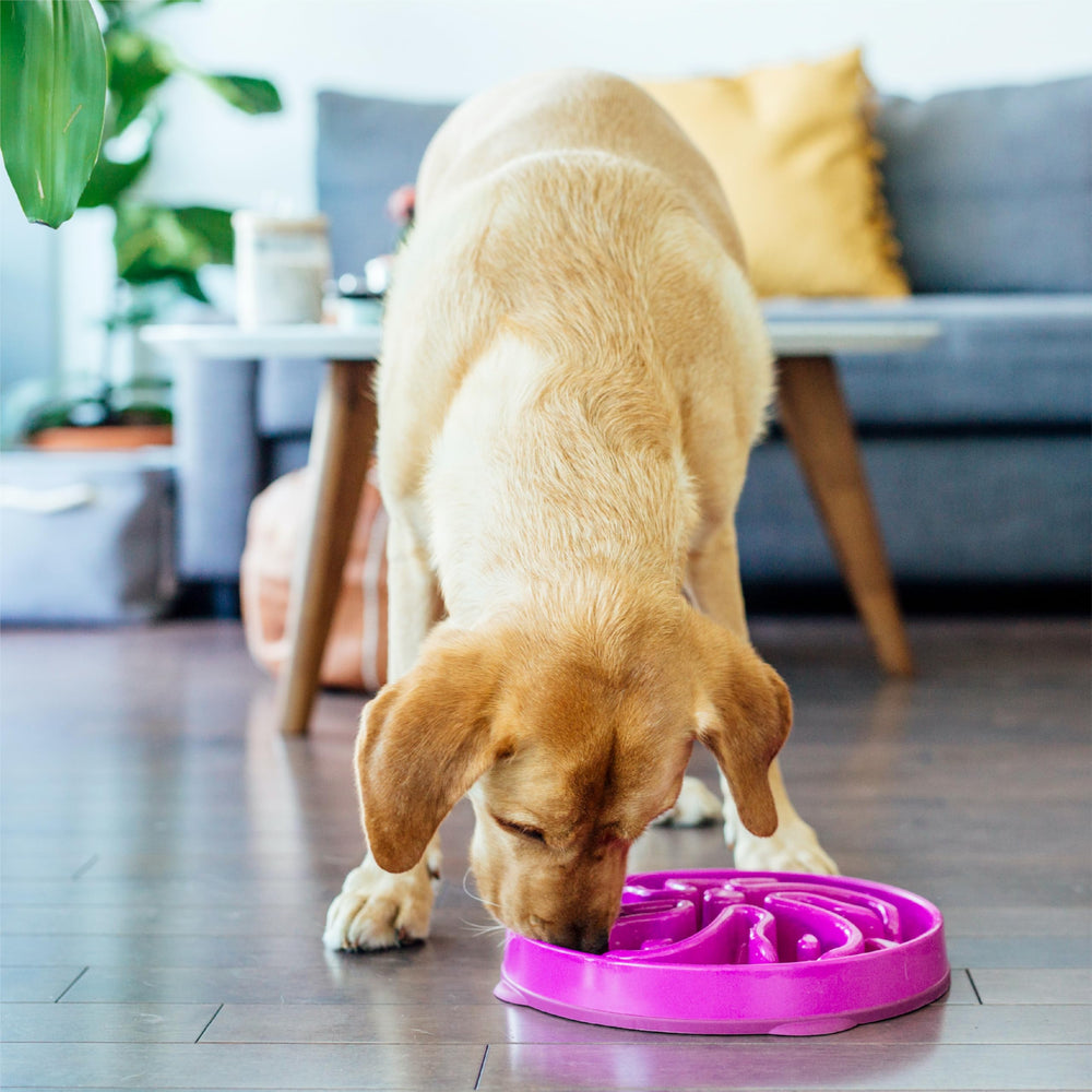 Outward Hound Fun Feeder slo bowl supports large dogs with full 4-cup capacity.