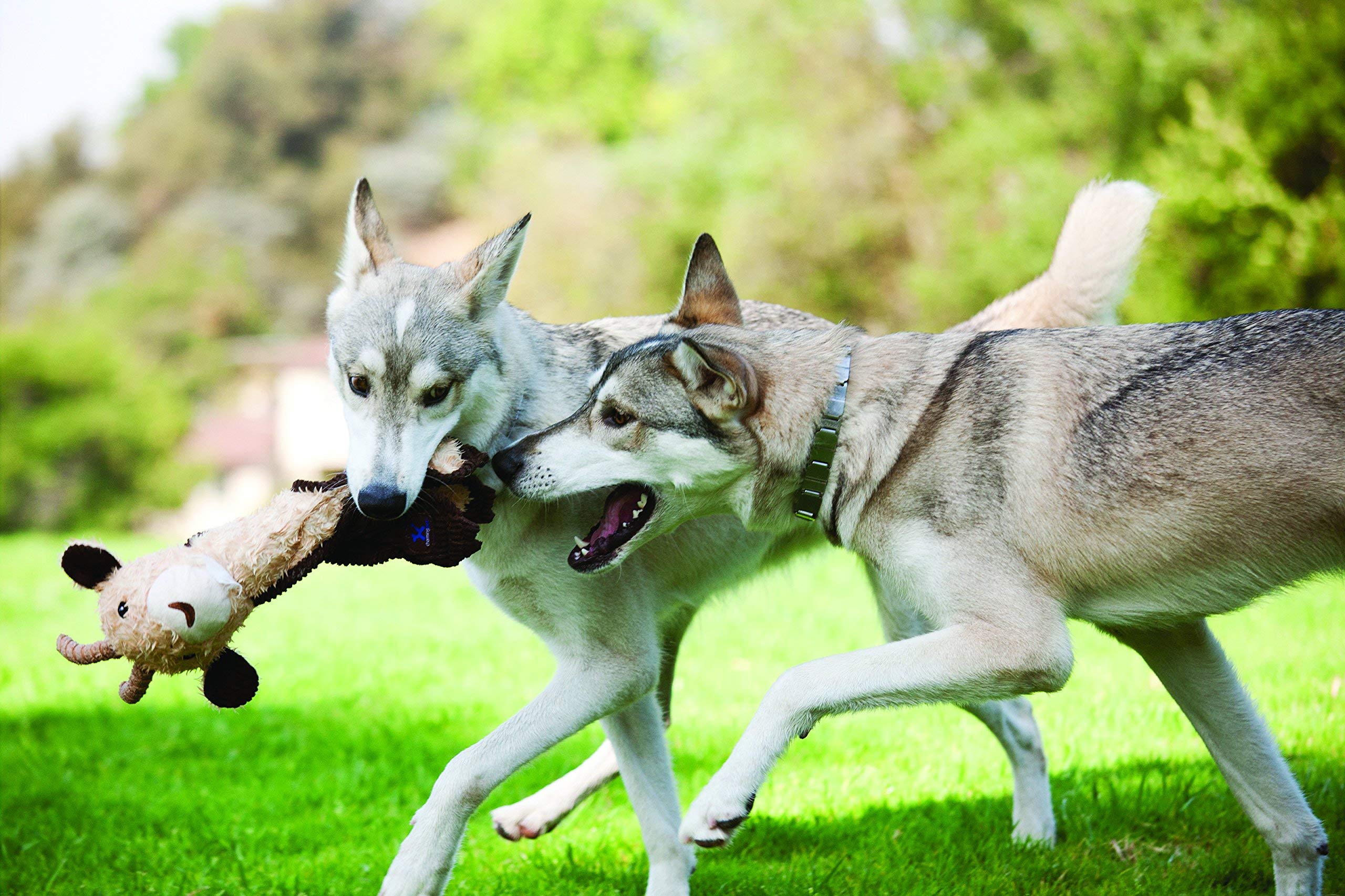 Outward Hound Cuddle Tugs durable seams demonstrate lasting play.