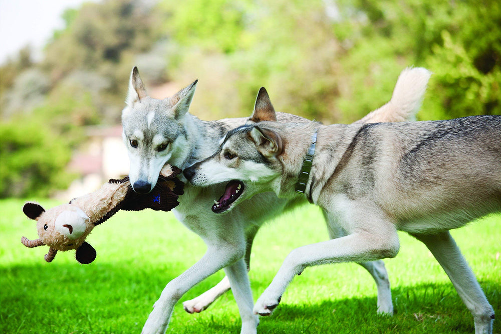 Outward Hound Cuddle Tugs durable seams demonstrate lasting play.