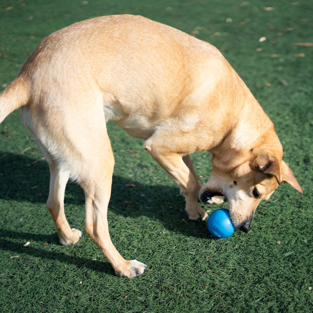 Outward Hound Squeak Ball being chased in a yard for active exercise