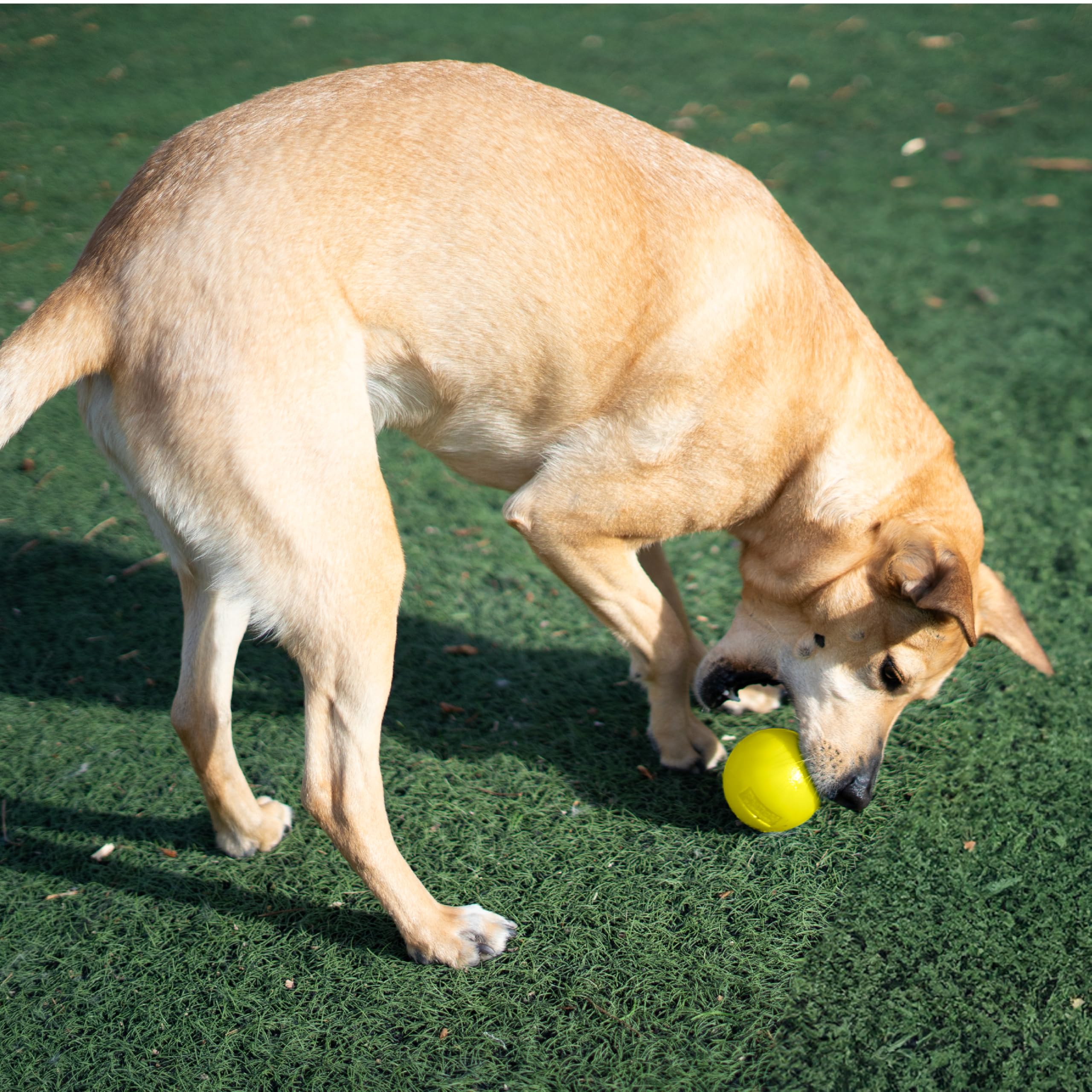 Outward Hound Squeak Ball BPA-free and safe materials for pets.