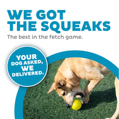 Dog enjoys fetch with Outward Hound Squeak Ball, durable chew-friendly toy.