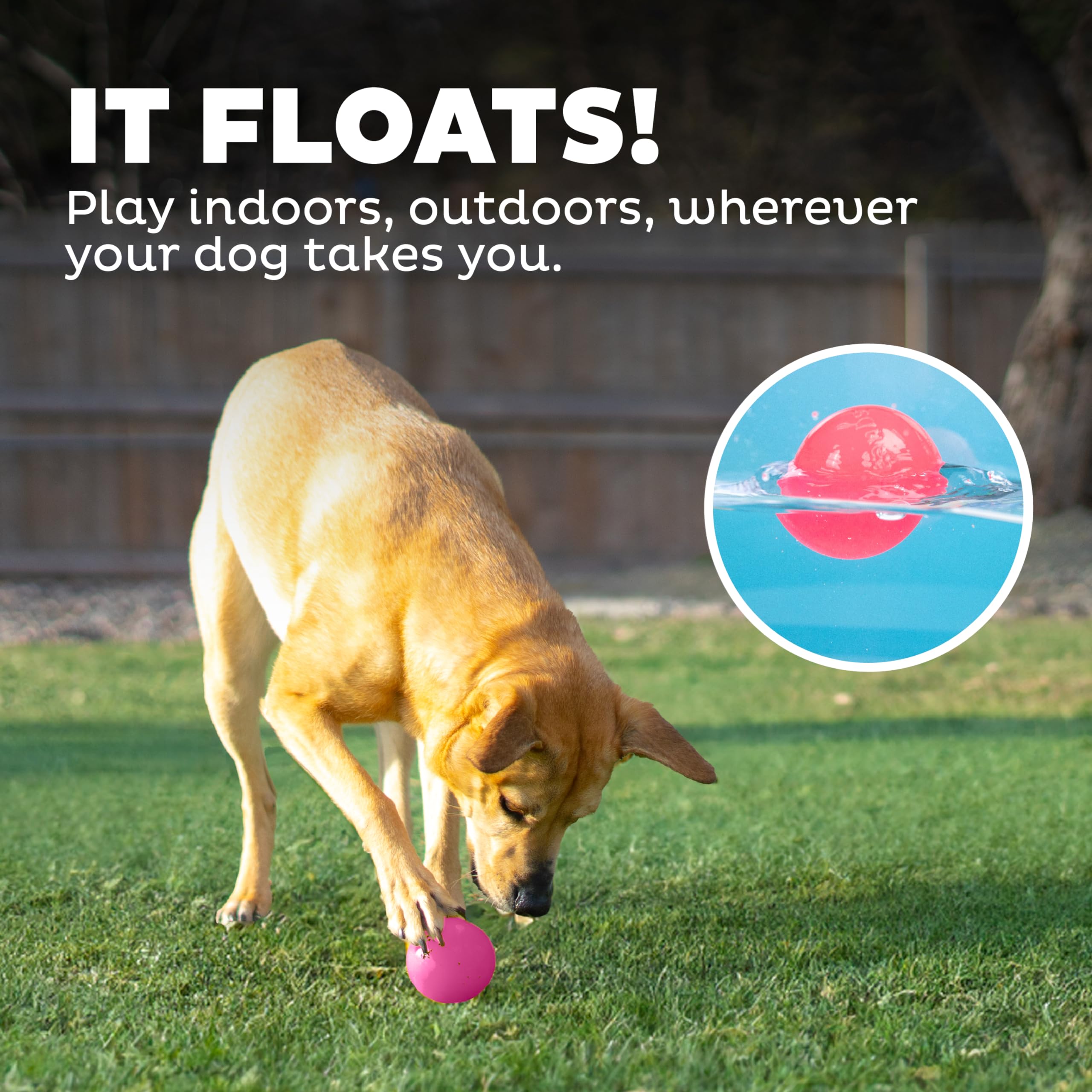 Outward Hound Squeak Ball Pink dog playing during engaging fetch time.