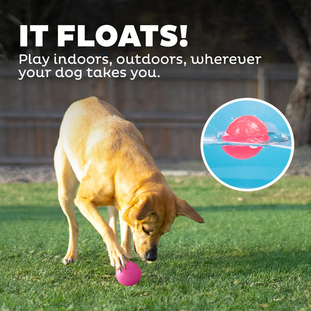 Outward Hound Squeak Ball Pink dog playing during engaging fetch time.