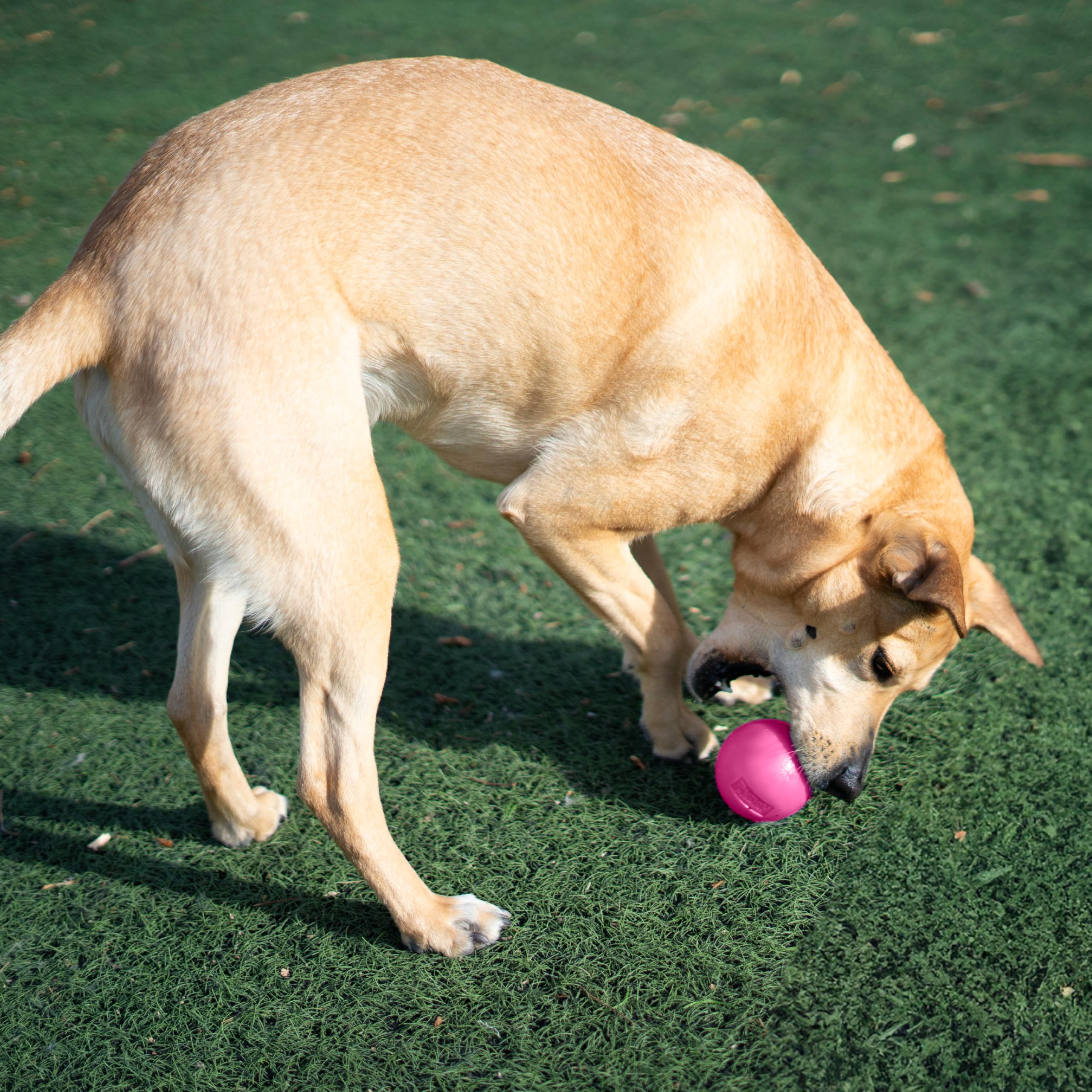Outward Hound Squeak Ball Pink mint scent for fresher breath during play.