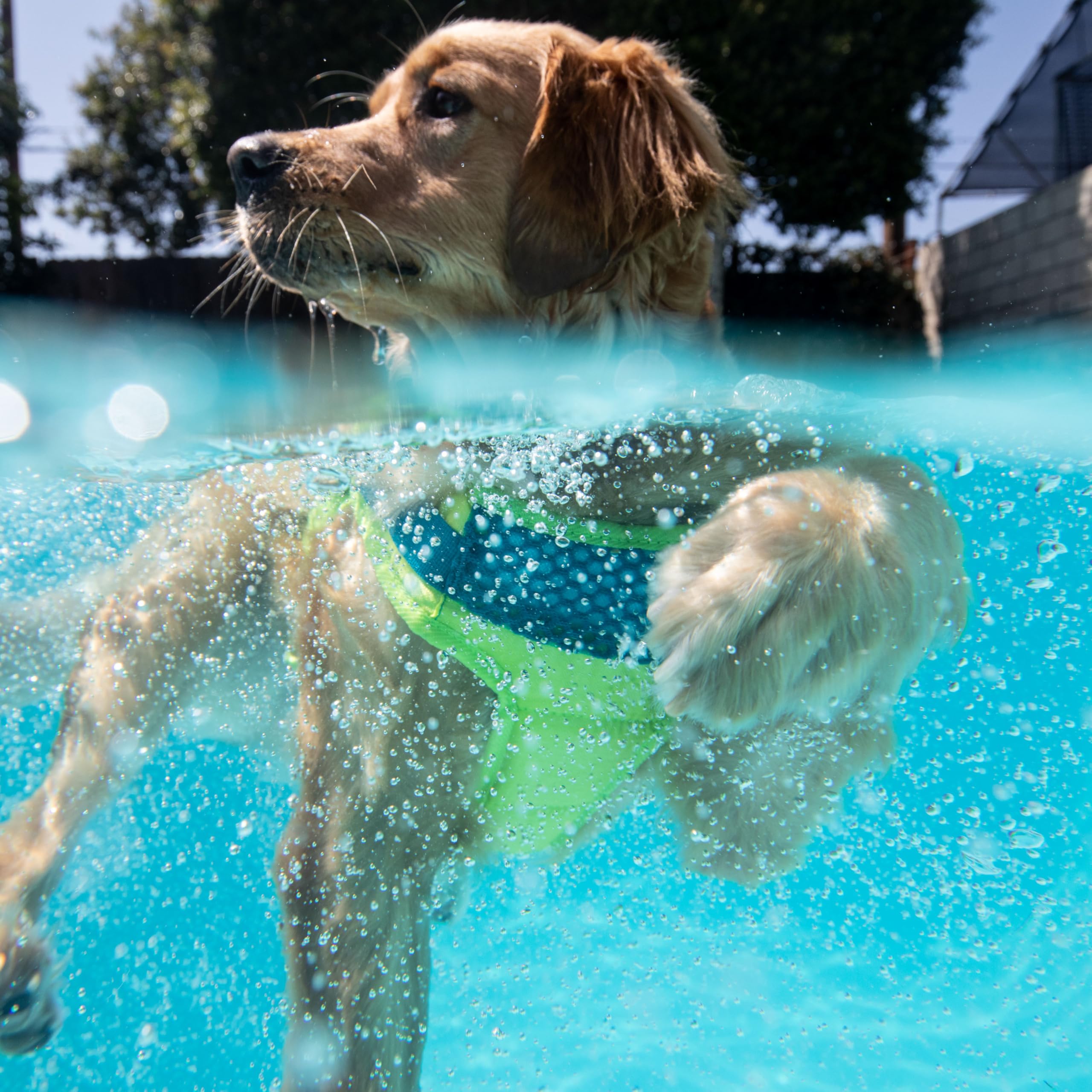 Outward Hound Standley Sport small D-ring clip enables secure leash attachment.