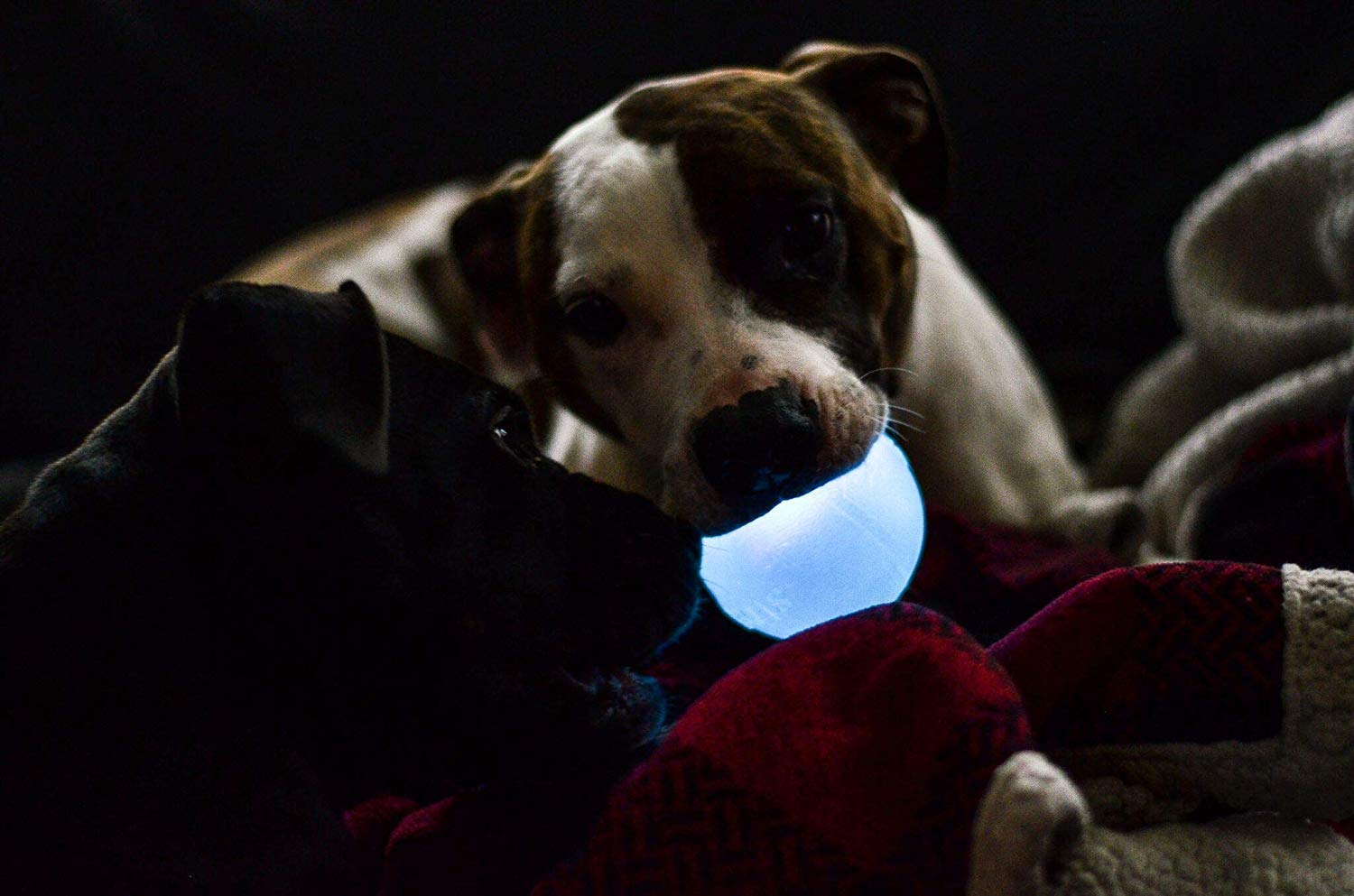 Outward Hound Strobe LED Ball blue color option showcase.