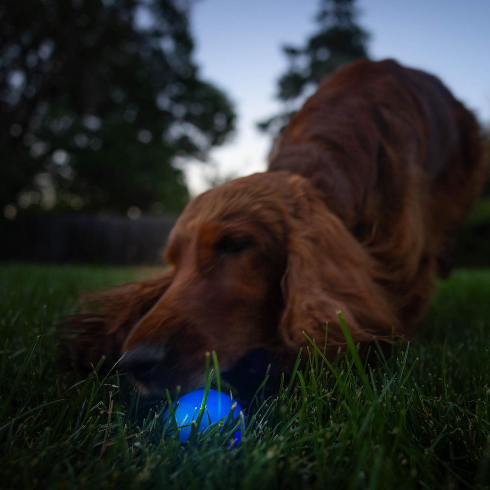 Outward Hound Strobe LED Ball blue during fetch and retrieval.
