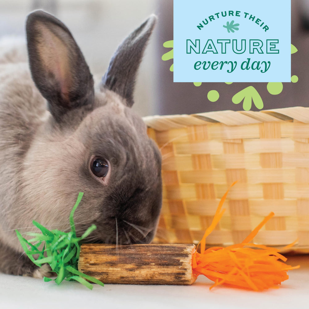 Oxbow Birthday Party Pack habitat accessory adds decorative flair without crowding cages.