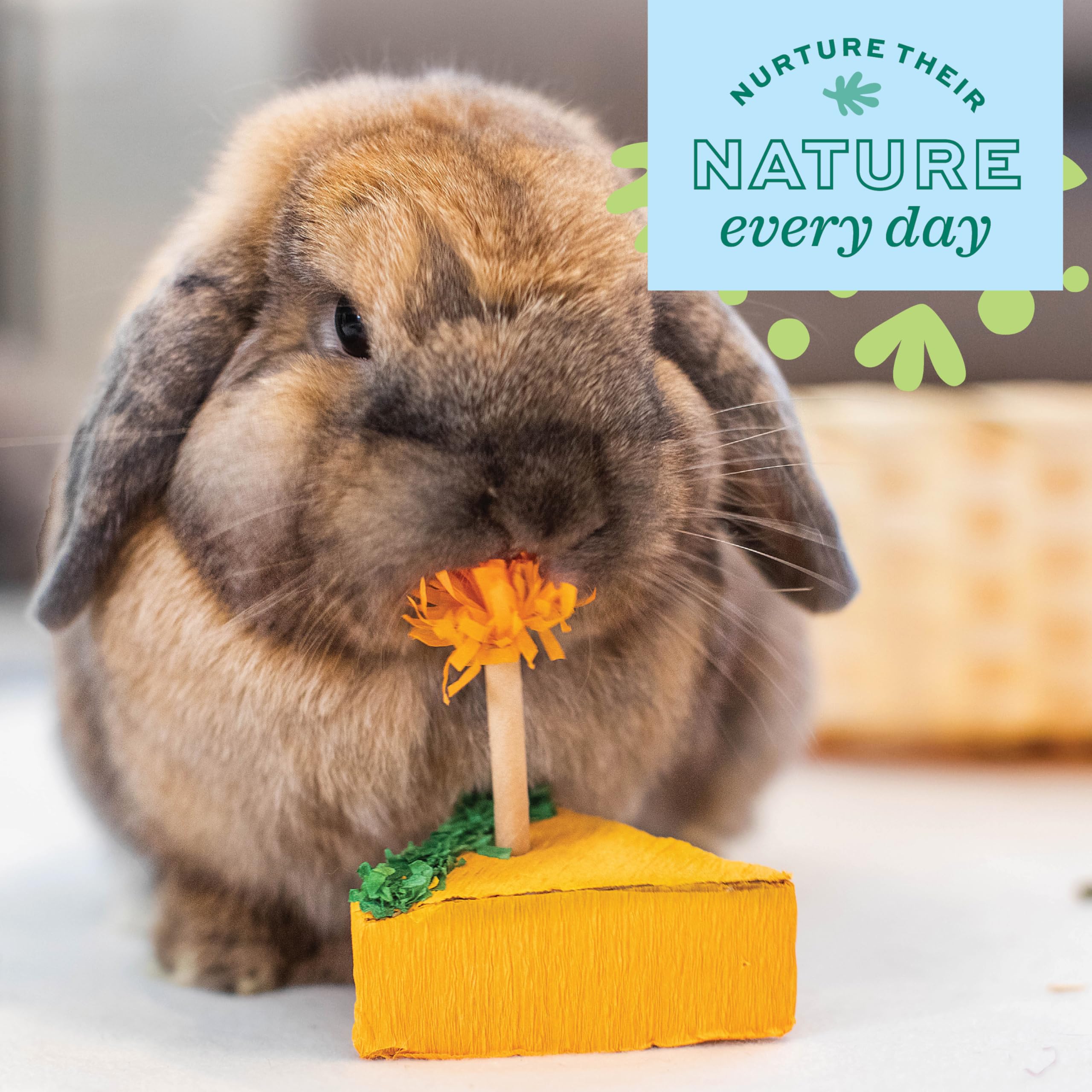 Oxbow Enriched Life Birthday Pack offers safe enrichment for rabbits, guinea pigs, and more.