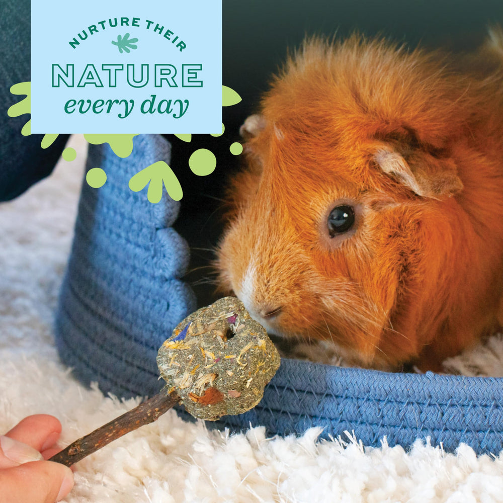 Oxbow Enriched Life Timothy Party Pack foraging ball encourages exploration and mental stimulation.