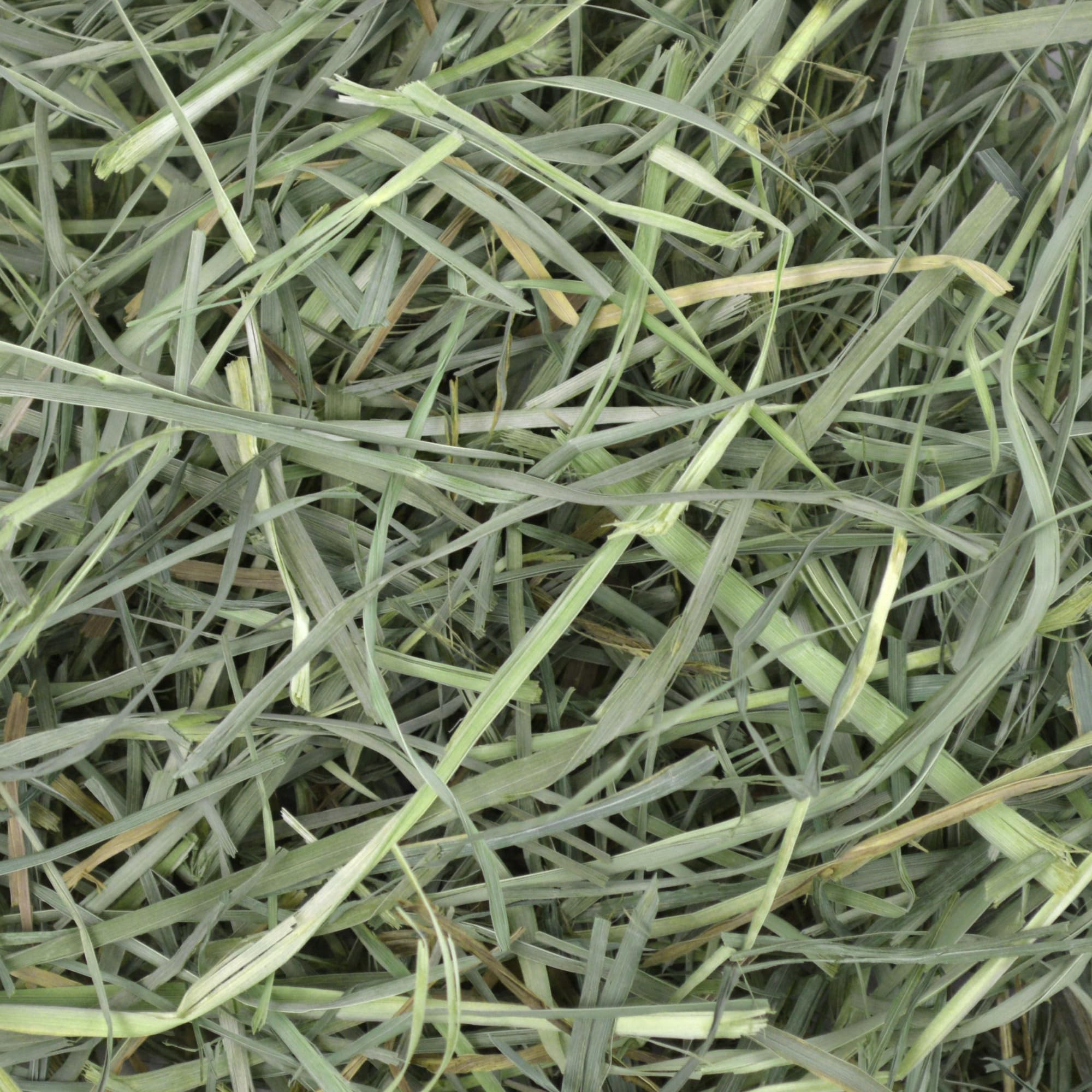 Oxbow Orchard Grass Hay is veterinarian recommended for small pets.
