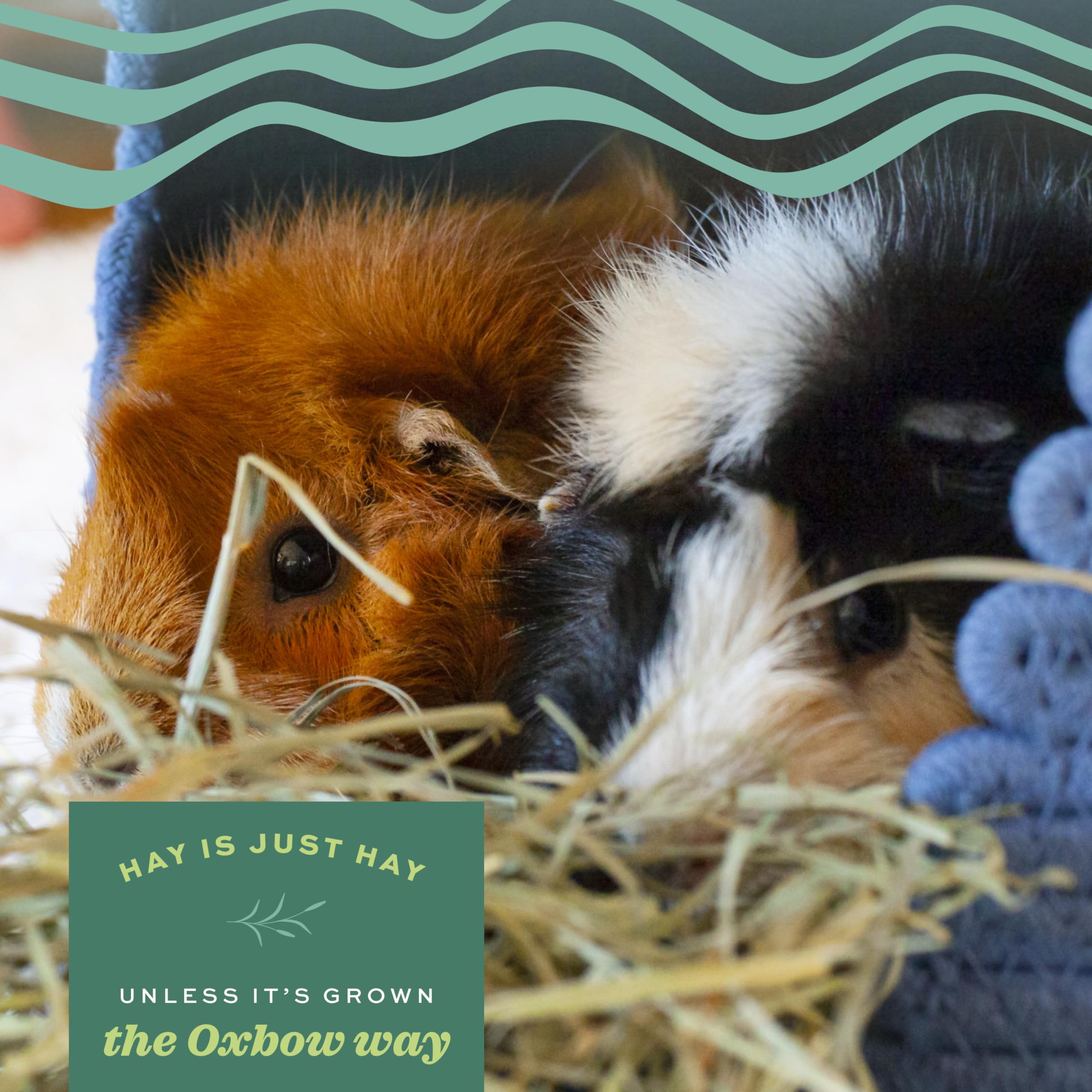 Oxbow Orchard Grass Hay provides high fiber for digestive health.