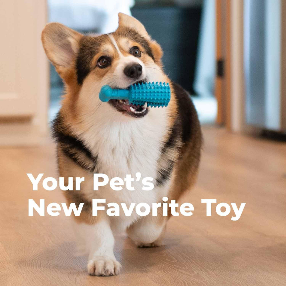 Oxyfresh dog dental chew toy features treat stuffed grooves for rewards.