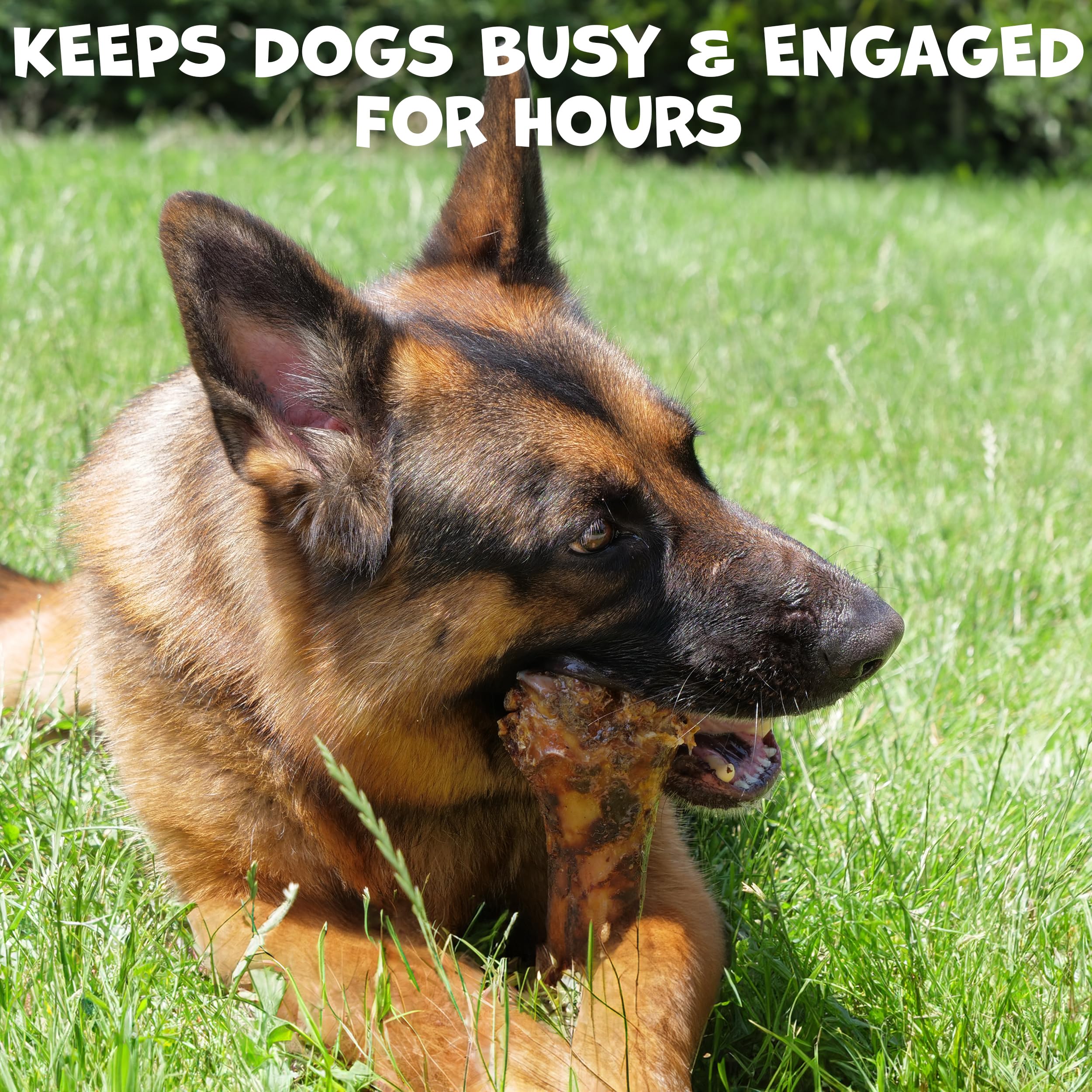 Pack Approved Beef Shin Bone liver coated chew supports prolonged chewing for big dogs