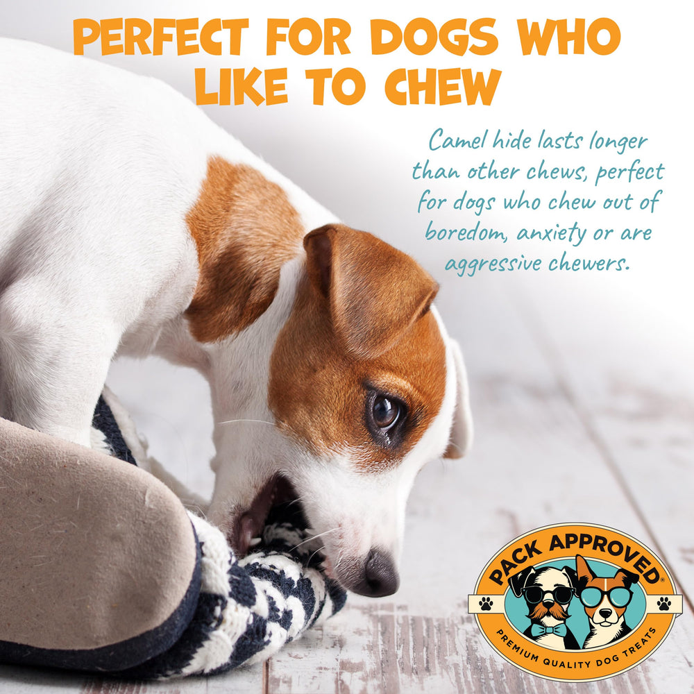 Pack Approved camel sticks dog chew action demonstrates long-lasting engagement.