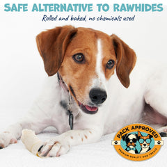 A dog chews on a Pack Approved beef cheek roll for gentle chewing.