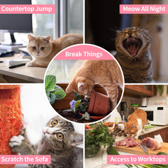 PaiPaitek cat shock collar pink auto-stop meow mode for quiet nights