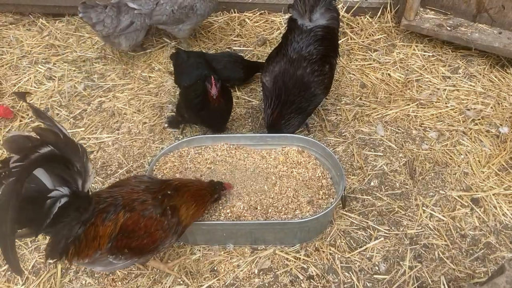 Pampered Chicken Mama egg booster added to coop diet for egg quality.