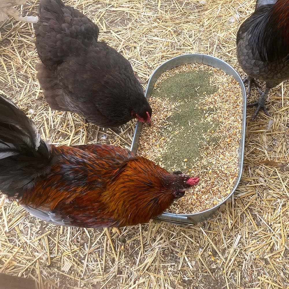 Pampered Chicken Mama kelp scoop dish demonstrates easy feeding for digestion and nutrient absorption