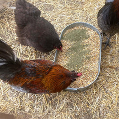 Pampered Chicken Mama kelp scoop dish demonstrates easy feeding for digestion and nutrient absorption