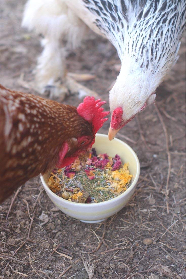 Pampered Chicken Mama coop-floor herbs sprinkle for pleasant bedding aroma.