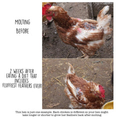 Pampered Chicken Mama nutritional label close-up highlights protein and minerals.