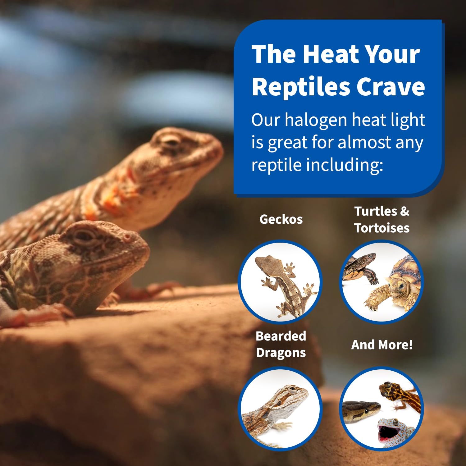 Pangea 50W halogen heat lamp emits UVA light to support natural activity.