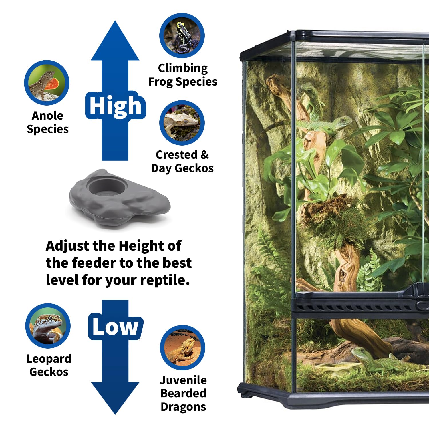 Pangea gecko ledge suitable for crested day geckos and tree frogs.