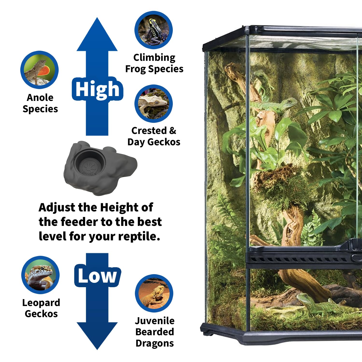 Pangea gecko ledge enhances terrarium feeding setup