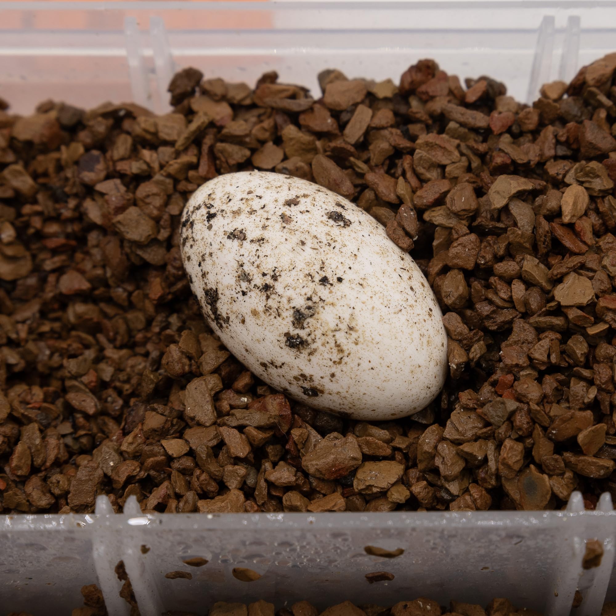 Pangea Hatch substrate performance in maintaining egg incubation environment