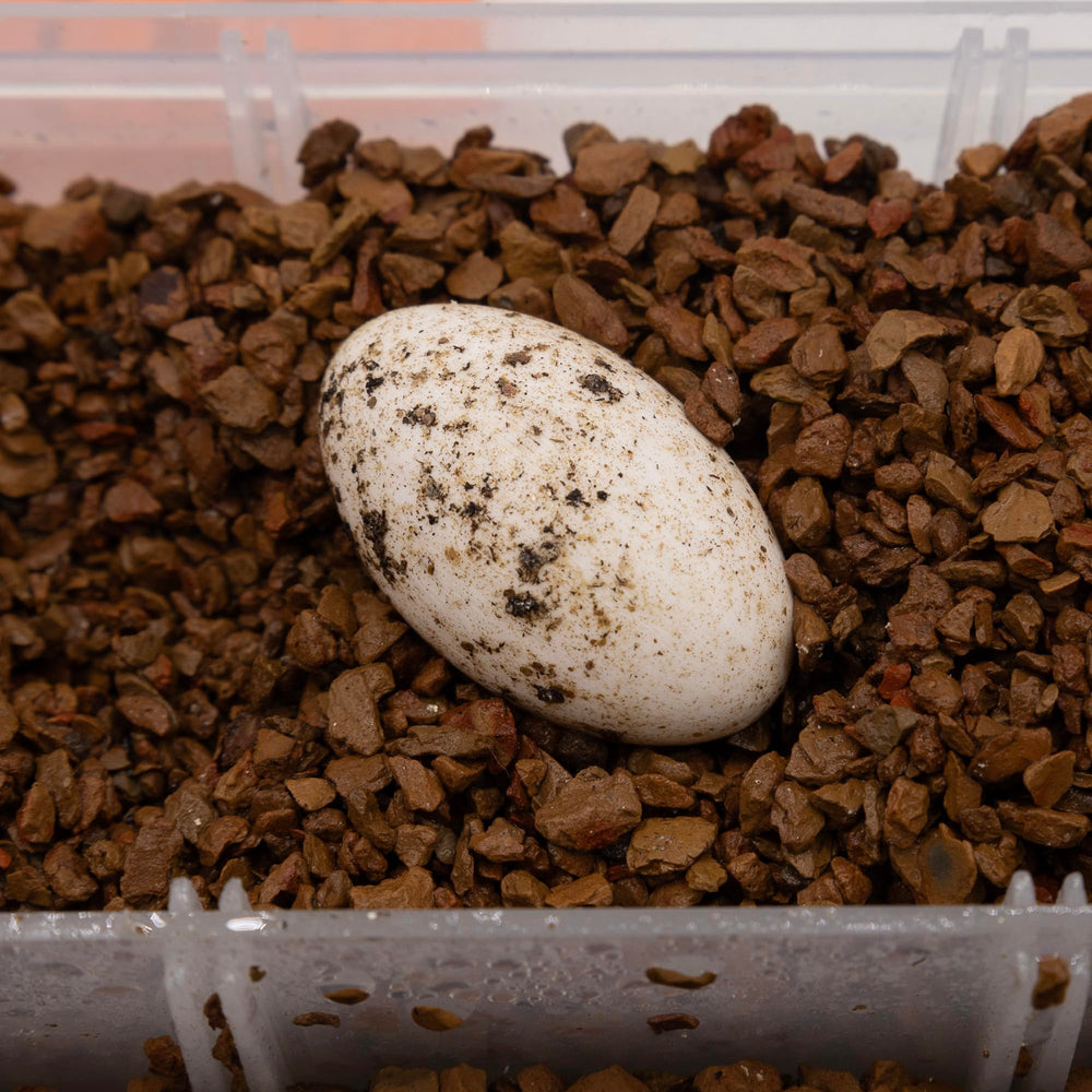 Pangea Hatch substrate performance in maintaining egg incubation environment